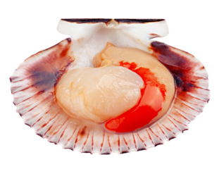Raw shell scallop, isolated on white background, full depth of field