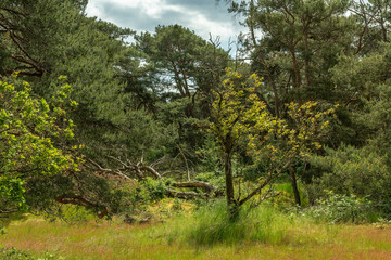Schwanheimer Dune nature reserve in Frankfurt, Hesse, Germany