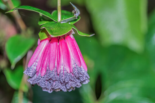 Bomarea, in the cloud forest of Ecuador, this flower is called "the princess's dress" by the indigenous people