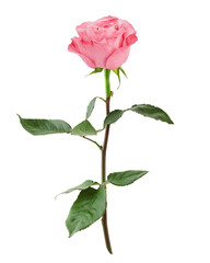 Rose isolated on white background, full depth of field