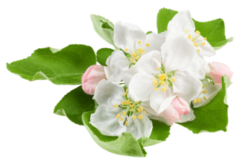 Apple flower isolated on white background, full depth of field