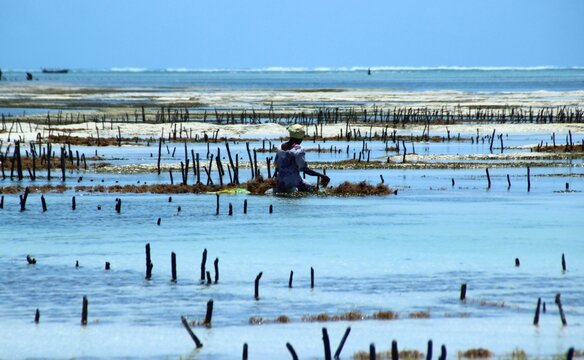 Seaweed harvest sea