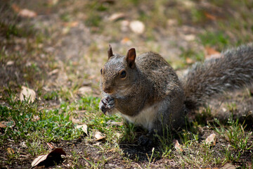 close up of squirrel foraging for picnic leftovers at the park,  Huntington State Park, Myrtle Beach, South Carolina