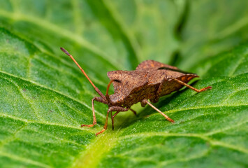 Dock bug