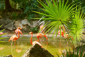 Green palm trees and blurred pink flamingos on a blurred background.
