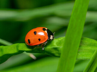 Fototapeta premium Seven-spot ladybird