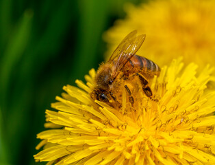 Bee on dandelion flower