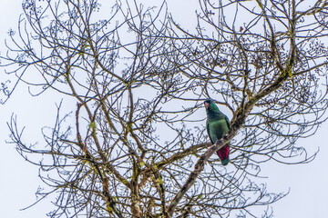 Amazon parrot in the tree