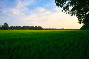 Feld - Wolken - Landschaft - Kornfeld - Ecology - Corn - Field - Nature - Concept - Environment -...