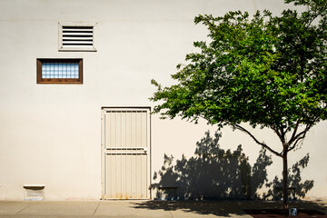 Noon Light on Sidewalk Tree and South-facing Building Wall