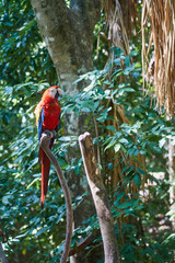 Scarlet macaw a colorful parrot in the tropics.