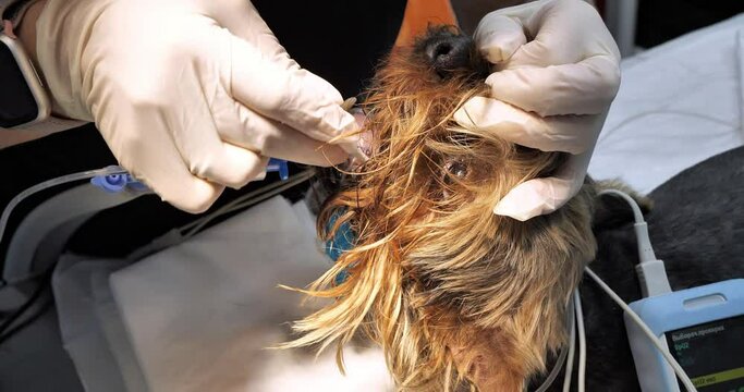 The veterinarian takes a deep swab from the dog's mouth under anesthesia. Using a special brush, the veterinarian takes mucus from the dog's mouth for viral and bacteriological examination.