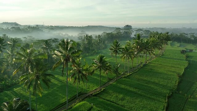2023 - Excellent aerial footage of palm trees in a misty valley of Ubud, Bali.