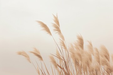 Minimalist background with pampas grass. Illustration AI Generative