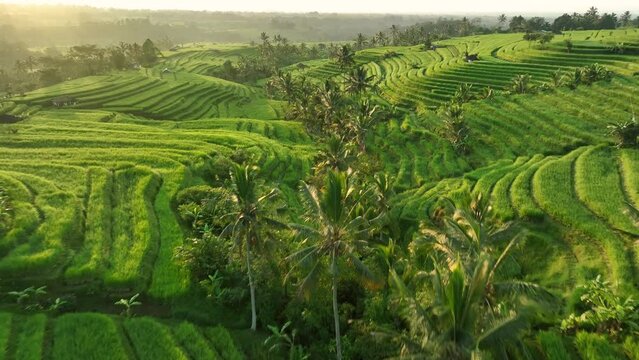 2023 - Excellent aerial view moving across the Jatiluwih Rice Terraces on a sunny day in Bali, Indonesia.