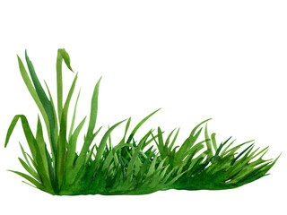 Watercolor hand drawn painting illustration fresh green grass isolated on a white background. Summer grassy element for design, nature landscape. Spring herb. Organic, bio, eco label and shape