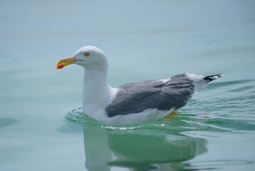Yellow Footed Gull