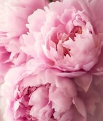 Beautiful fresh pink peonies, close-up. AI generated image.