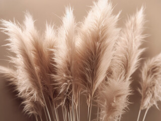 Background with dried pampas grass.