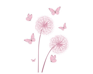 pink dandelion flower background