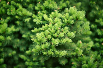 Fototapeta premium Close-up of fir-needle tree branches composition as a background texture. Natural plant backdrop.