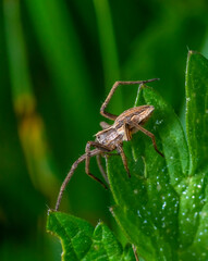 Fototapeta premium Nursery web spider