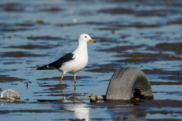 Seagull walking in the mud of a wetland and estuary contaminated with plastic and a vehicle cover.