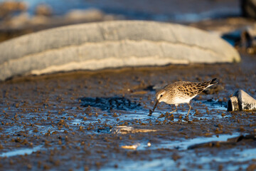 Migratory shorebirds foraging in an environment contaminated with debris such as plastic and vehicle tires in a wetland.