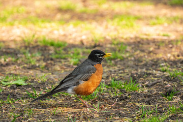 the early bird hard at work: robin on the grass room for text