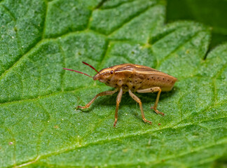 Bishops Mitre shield bug