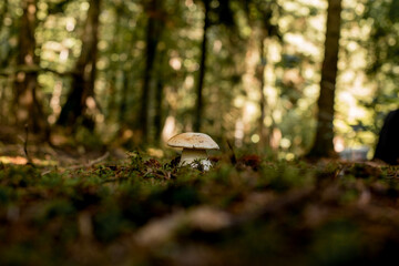 White mushrooms in the woods, on a background of leaves, bright sunlight. Boletus. Mushroom