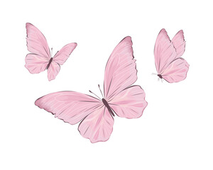 pink butterfly isolated on white