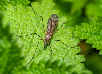 Crane fly