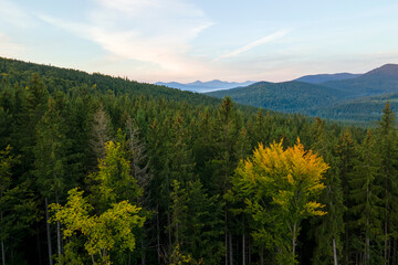 Aerial view of amazing scenery with dark mountain hills covered with forest pine trees at autumn sunrise. Beautiful wild woodland at dawn