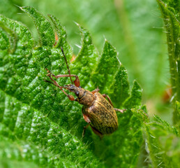 snout beetle