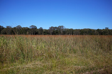 Tall Green Lush Grass Field With a Line of Tree