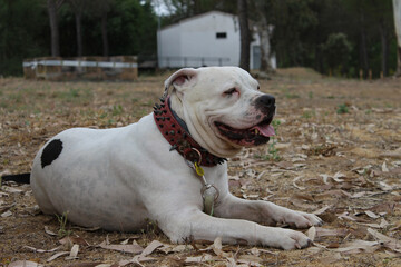 A white American Staffordshire Terrier, known as a potentially strong breed, radiates happiness and showcases its gentle nature