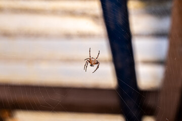 A cross spider sits in its web and waits for prey