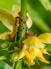 Common red ants and plant louses