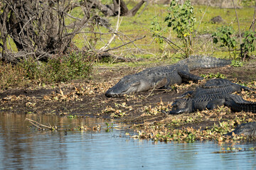 American alligators enjoying the heat from the sun on the bank of the lake in Florida