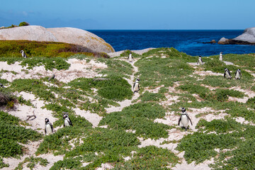 A colony of African penguins on Boulders Beach, Cape Town, South Africa