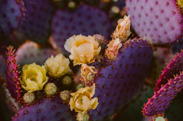 Purple cactus © Liz