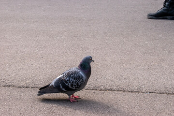 feral pigeons, birds, and nature on the street in the city of vienna
