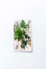 Plant inspired white tarot card on white background, generative ai