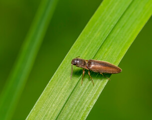 Garden wireworm