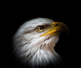 A bald eagle closeup creative edit in saarland