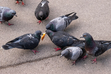 feral pigeons, birds, and nature on the street in the city of vienna