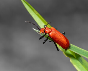 Cardinal beetle