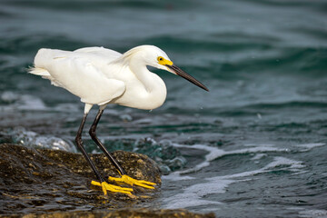White heron wild sea bird, also known as great or snowy egret hunting on seaside in summer