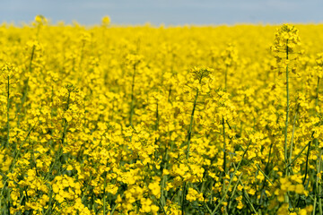 Obraz premium Blooming rape field